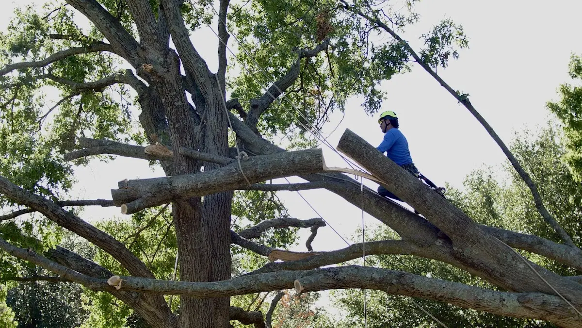 Professional Hazardous Tree Removal performed by certified arborists in River Forest